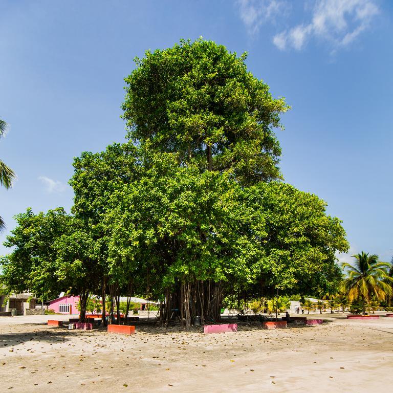 Villa Rosa Maldives Feridhoo エクステリア 写真
